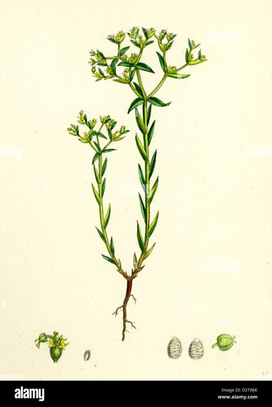 Молочай рисунок