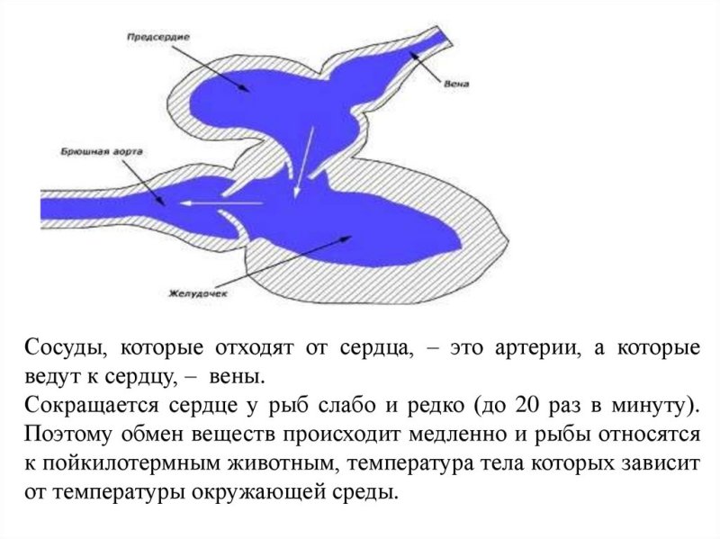 Строение сердца рыбы