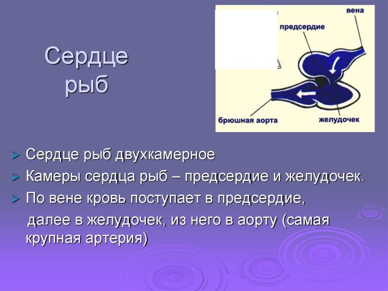 Схема строения сердца рыб