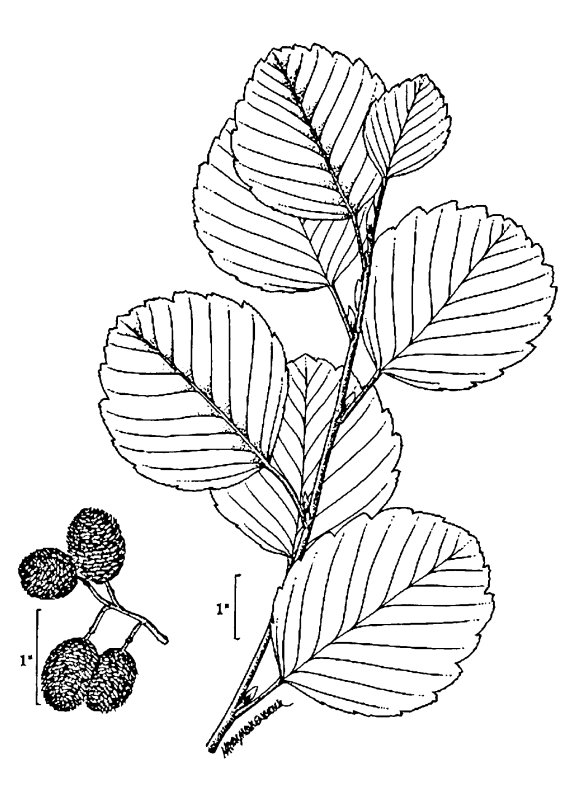 Alnus glutinosa рисунок