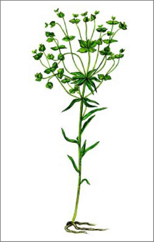 Молочай Жигулёвский (Euphorbia zhiguliensis)