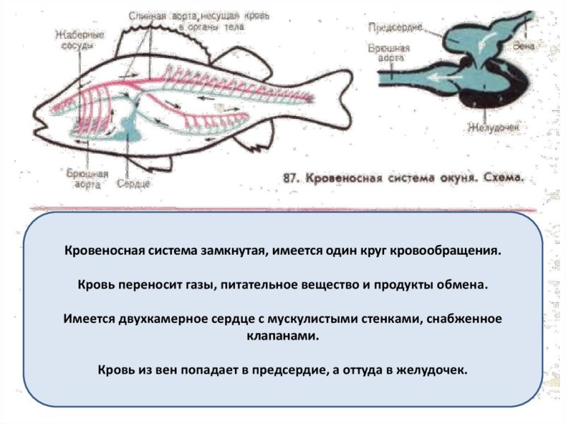 Круг кровообращения у рыб