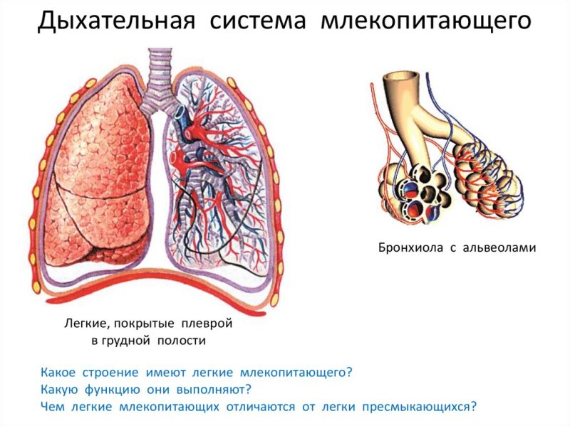 Дыхательная система млекопитающих схема