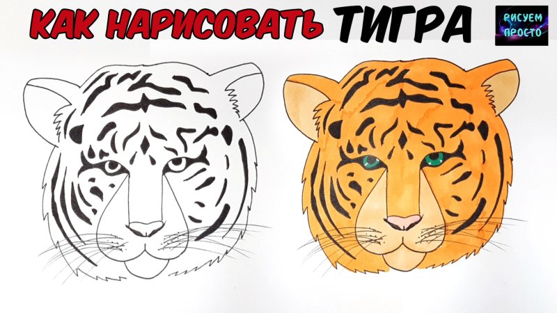 Как нарисовать тигра