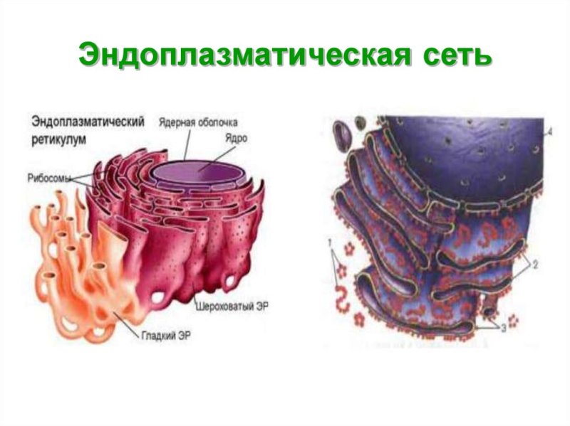 Эндоплазматическая сеть ретикулум функции
