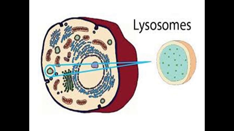 Лизосомы строение рисунок