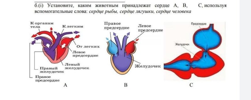 Сердце рыбы