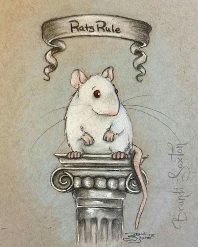 крыса рисунки