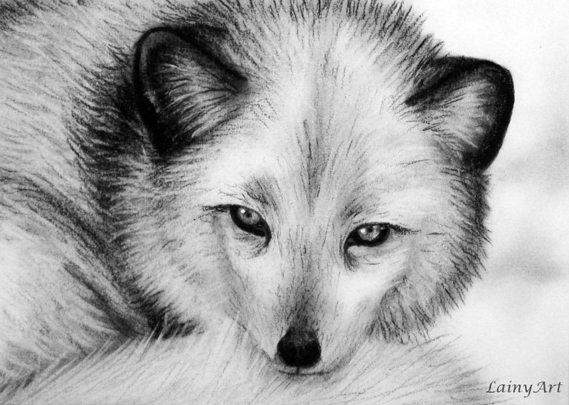 Песец рисунок для срисовки