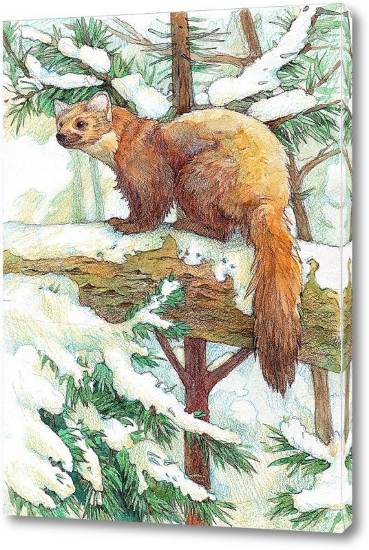 Белогрудка Астафьев рисунок
