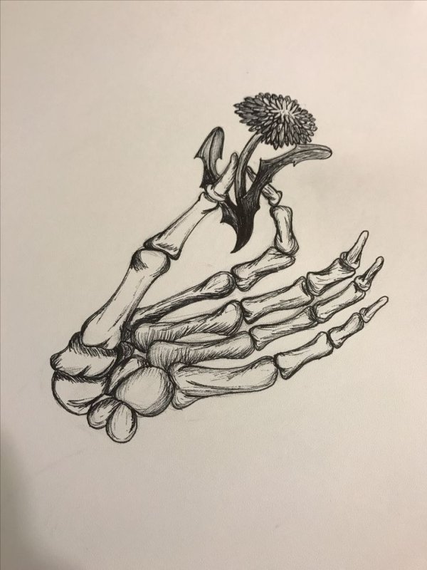 Скелет руки