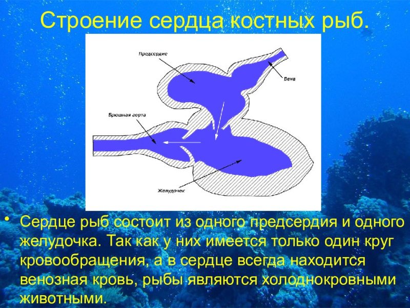 Сердце рыбы