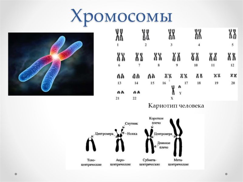 Хромосомы