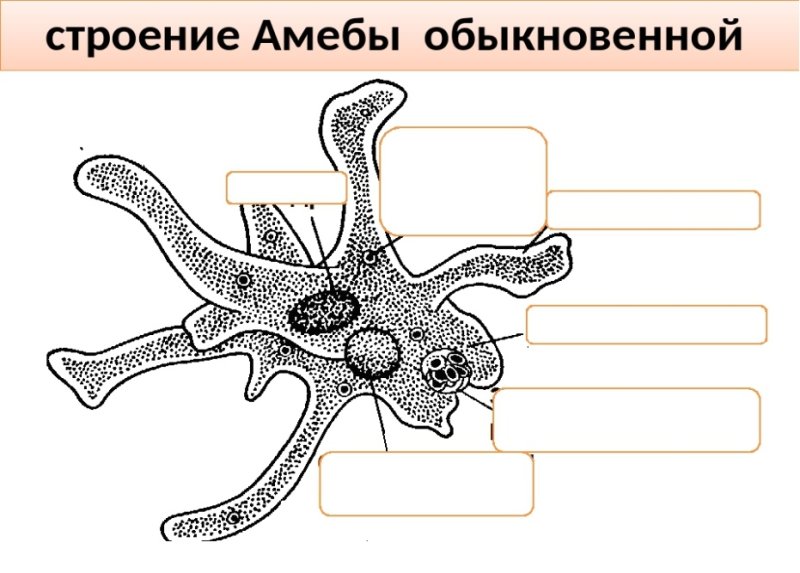 Амеба Протеус строение