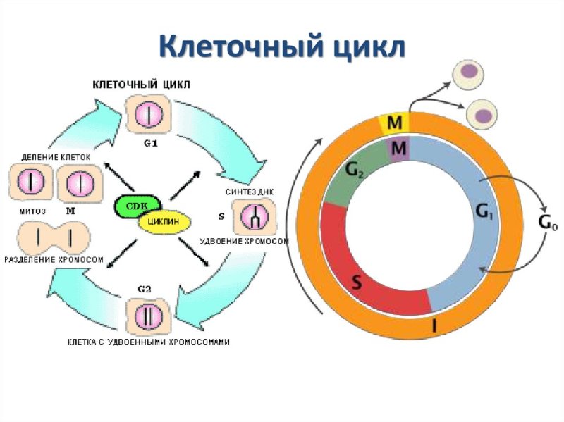 Схема стадий жизненного цикла клетки