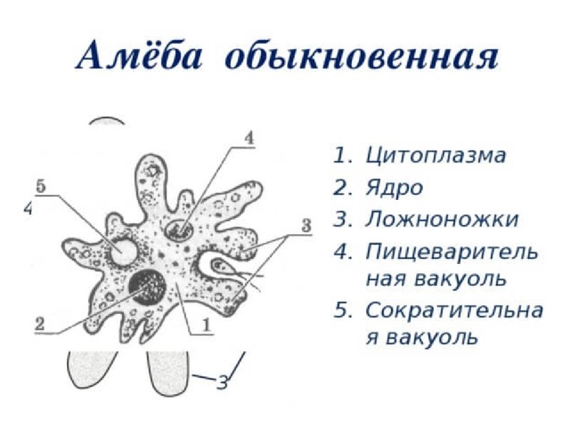 Амёба обыкновенная схема