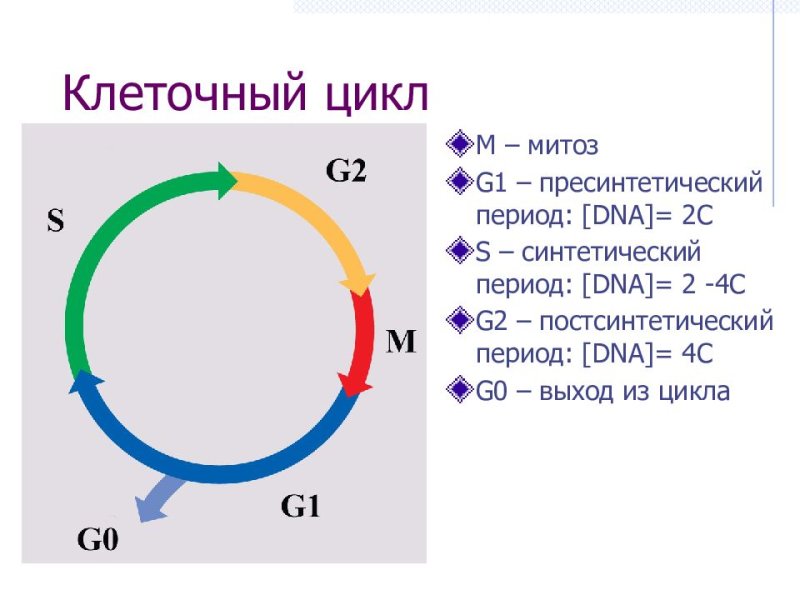 Фазы g1 s и g2 клеточного цикла