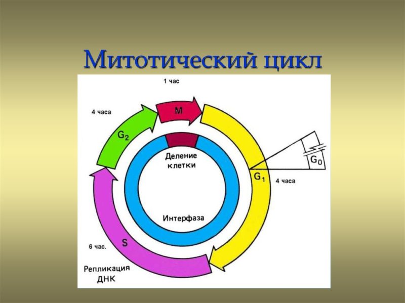 Схема митотического цикла клетки