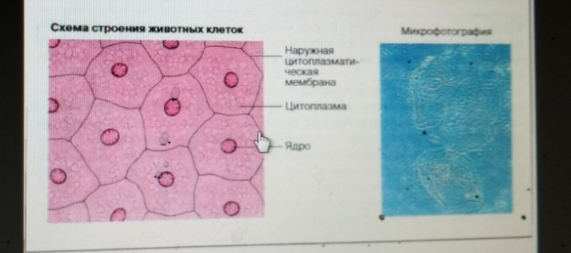 Строение животной клетки под световым микроскопом