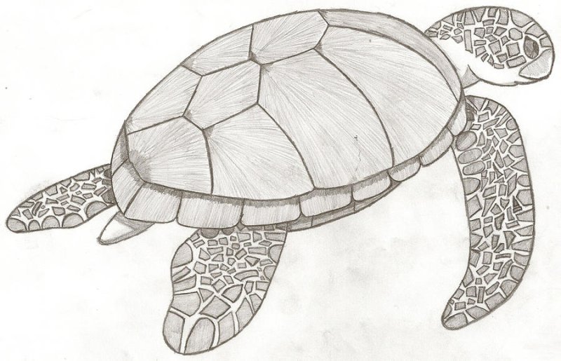 Черепаха набросок