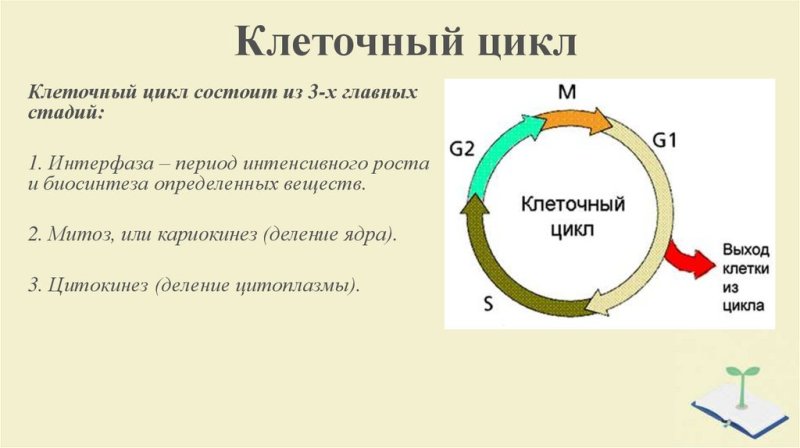 Жизненный цикл клетки интерфаза кратко