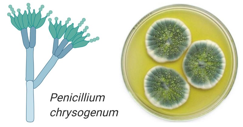 Penicillium chrysogenum