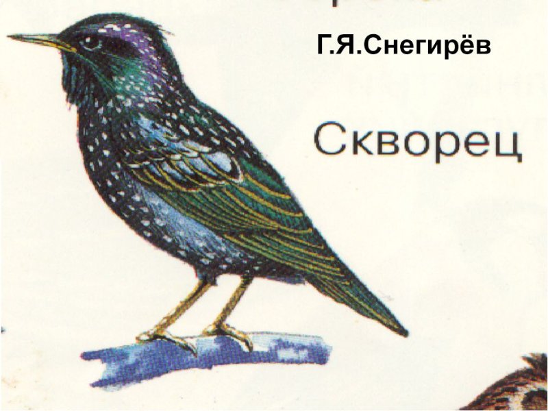 Снегирев Геннадий скворец