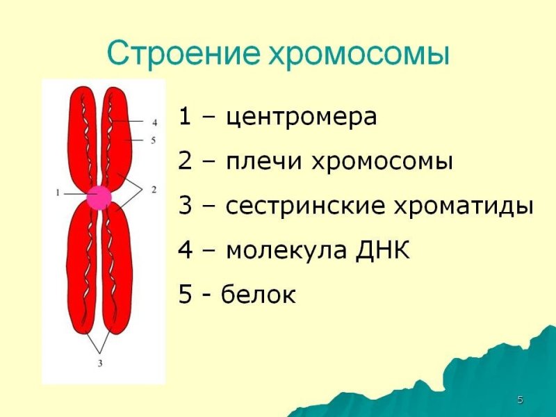 Схема строения хромосомы