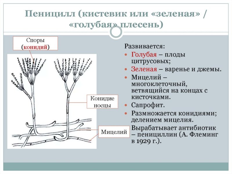 Плесневые грибы пенициллин