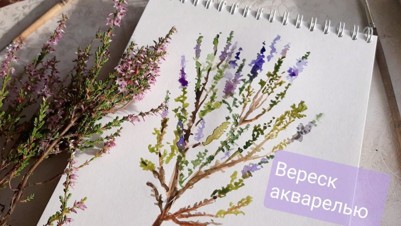 Вереск акварель