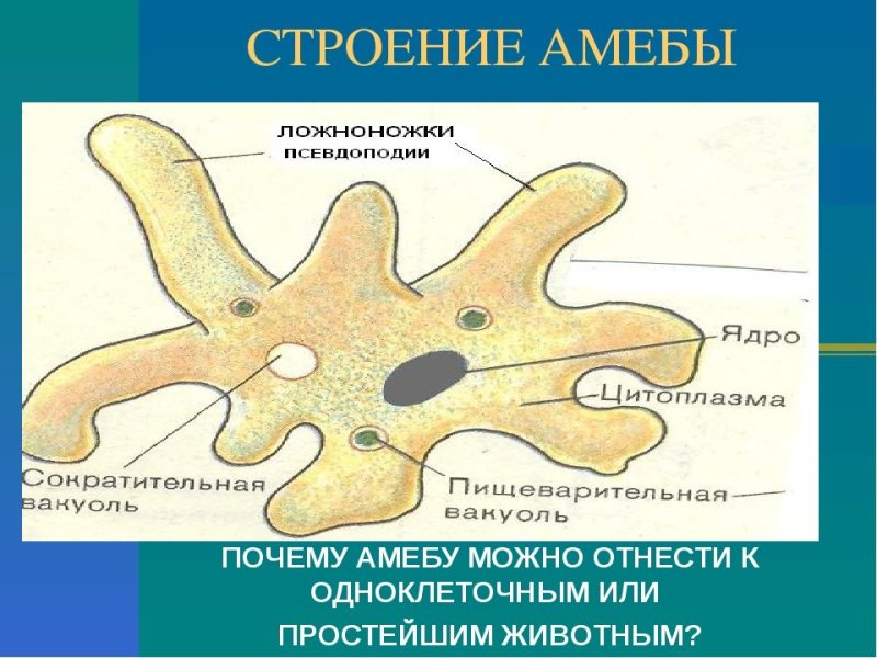Строение амебы обыкновенной