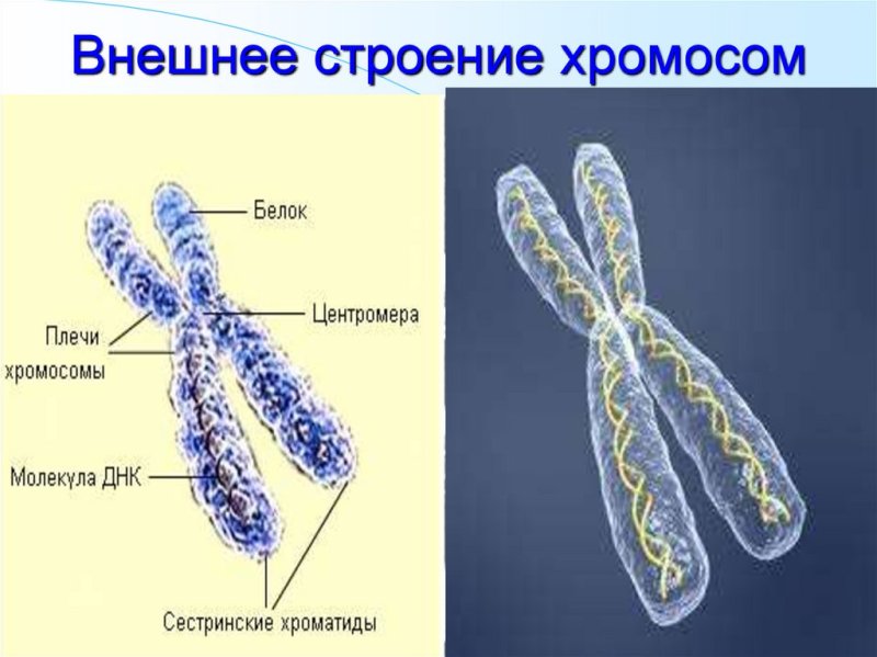 Строение хромосомы без подписей
