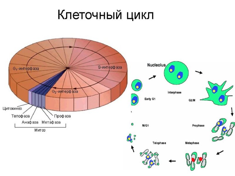5. Жизненный цикл клетки. Митотический цикл. Интерфаза.