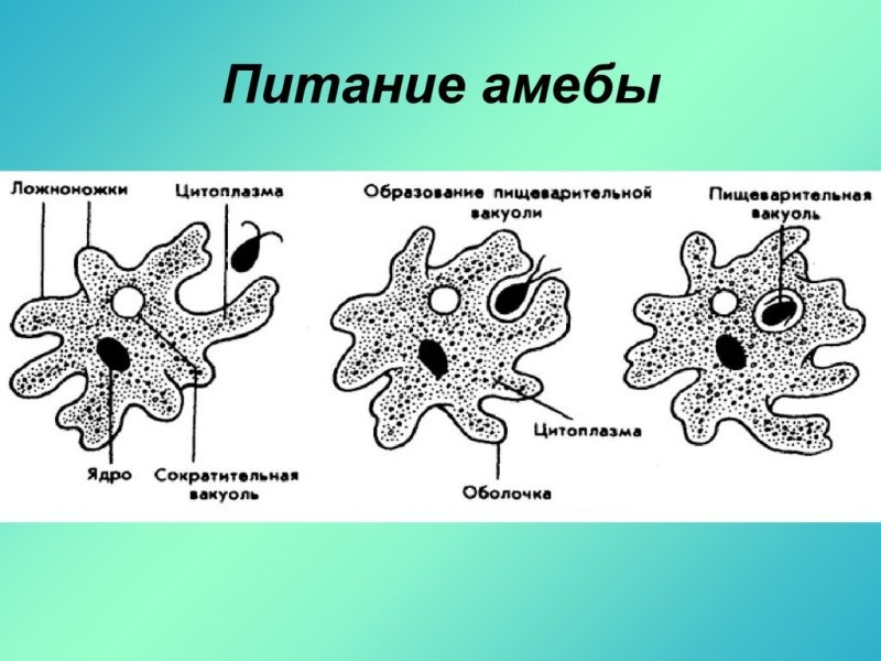 Амёба обыкновенная пищеварительная вакуоль