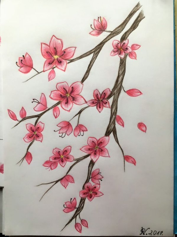 Ветка Сакуры рисунок