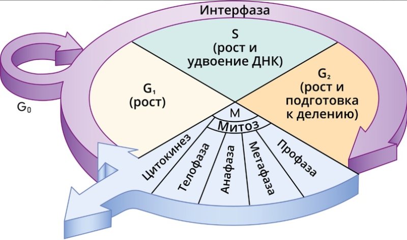 Интерфаза 1
