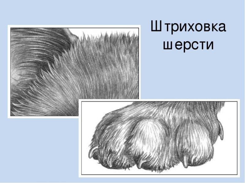 Зарисовки шерсти животных
