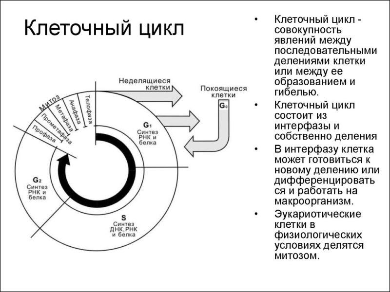 Этапы клеточного цикла схема