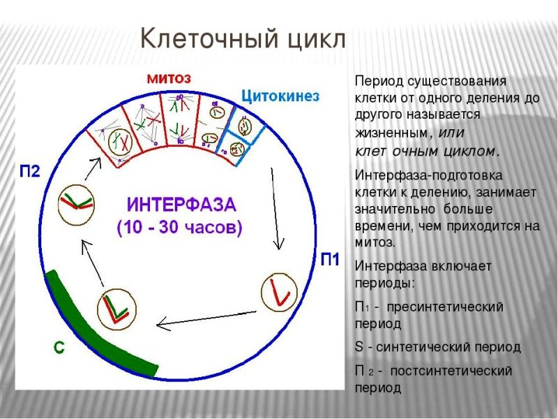 Жизненный цикл клетки интерфаза