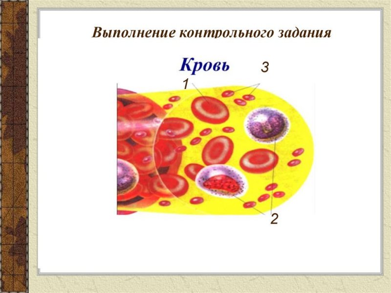 Строение крови человека