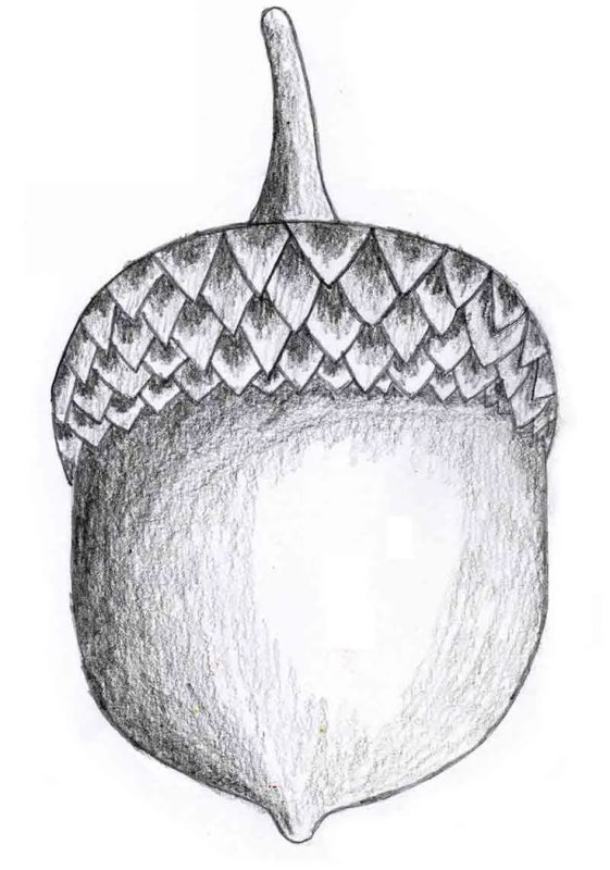 Желудь рисунок