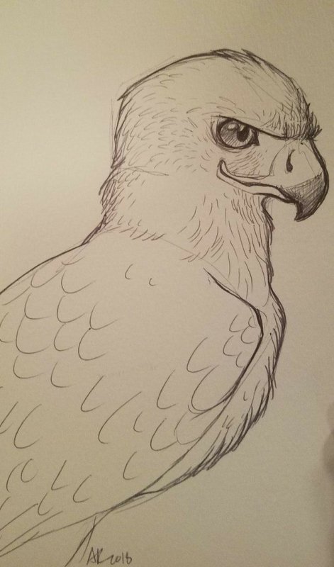 рисунок орла карандашом