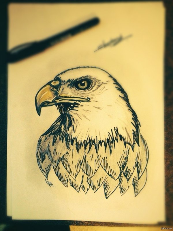 рисунки орел