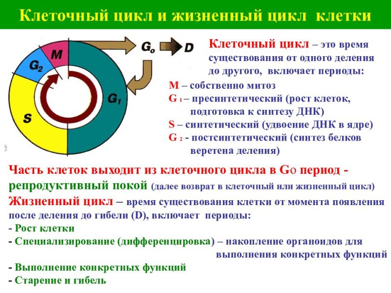 Клеточный цикл