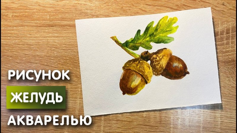 Желудь акварель