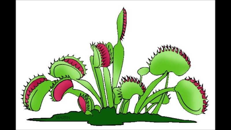 венерина мухоловка рисунок