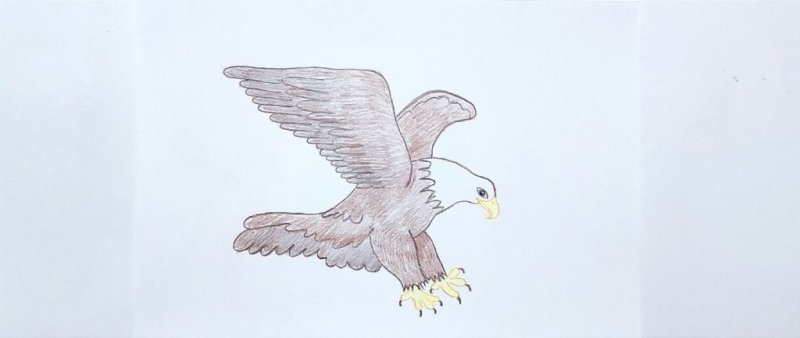 рисунок орла карандашом для срисовки