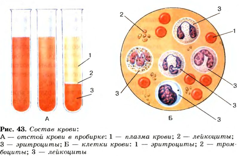 Рисунок состав крови биология 8 класс