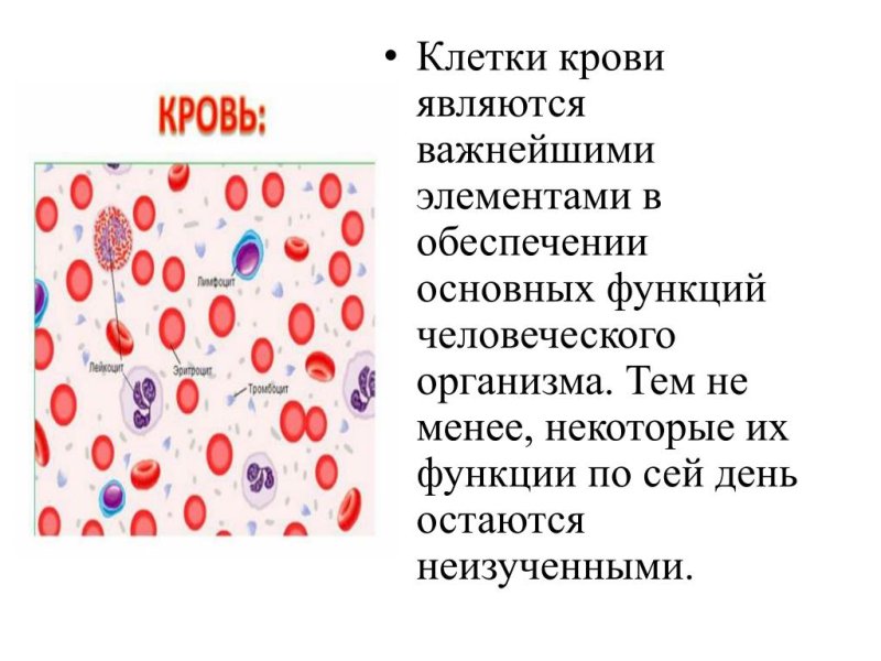 Клетки крови человека схема