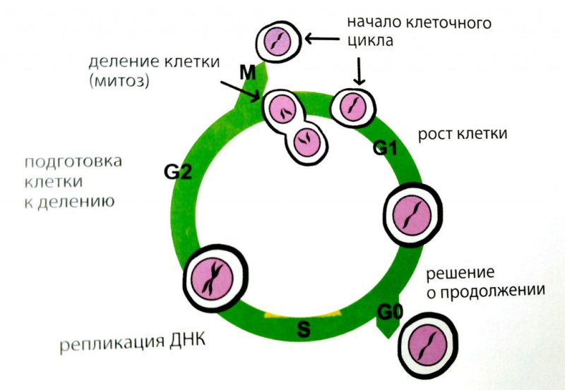Фазы клеточного цикла схема